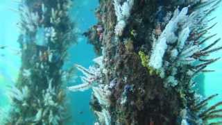 Busselton Jetty Underwater Observatory [upl. by Lakym]