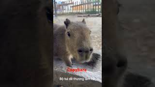 Capybara pet pets cute capybara nguyenducchinh1707 karaokechinh tinhtho [upl. by Atinoj]