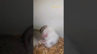 Bayi hamster yang tertidur lelap  shorts cute fyp hachiichifarm [upl. by Dewhirst]