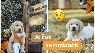 🐾😢JE ČAS SE ROZLOUČIT…🧡 jména štěňátek 🐶🍂 výbavička do nového domova🏠🧡 Vrh F [upl. by Reibaj325]