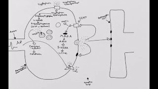 Serotonergic Synapse [upl. by Aholah645]