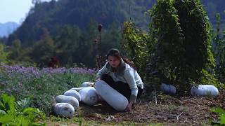 Harvesting 100KG of GIANT Winter Melon It Takes 9 Months from Seedling [upl. by Kcirted868]