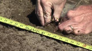 How to Grow Strawberries Planting A Strawberry Bed [upl. by Dalury465]