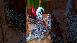 Whats better than the Speckled Sussex Chicken chicken speckledsussex [upl. by Margeaux]