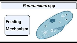 Feeding mechanism in Paramecium [upl. by Hanikahs]