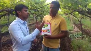 PSP 96 Result on downy mildew Plasmopara viticola दावण्या of grape [upl. by Flora813]