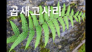 곱새고사리Korean false spleenwort [upl. by Pelagias610]