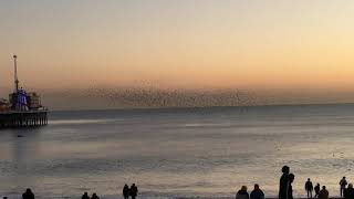 Strength in Numbers Brighton Pier Starling Murmuration Feb 2020 [upl. by Ameekahs]