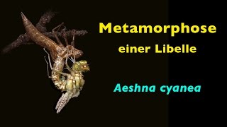 Metamorphose einer Libelle Aeshna cyanea [upl. by Otcefrep]