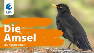 Die Amsel Turdus Merula  Steckbrief mit Gesang Vogelarten kennen lernen mit den Experten [upl. by Rehc]