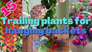 15 Best Hanging Trailing Plants for Hanging Baskets [upl. by Aneladgam705]