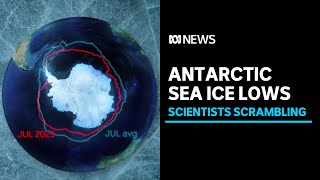 Antarctic sea ice levels dive in fivesigma event experts flag worsening consequences  ABC News [upl. by Lepp469]