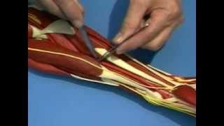 Surgical approaches to the upper limb [upl. by Cunningham464]