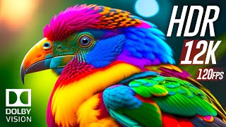 Best of Dolby Vision 12K HDR 120fps [upl. by Seeto]