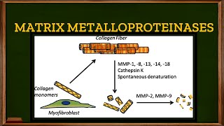 L213 Tertiary or Gelatinase granules in Neutrophils Matrix Metalloproteinases [upl. by Nnyrat]