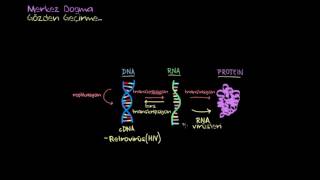 Moleküler Biyolojinin Merkez Dogması 2 Bölüm Biyoloji  Biyomoleküller [upl. by Yemirej]