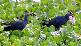 Western swamphen birds [upl. by Funda166]