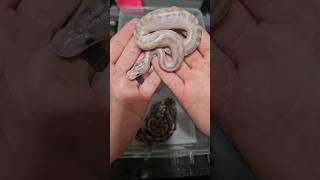 Hatchling Ball Pythons ballpython ballpythons reptile snake python animals pets pet wow [upl. by Ellenid]