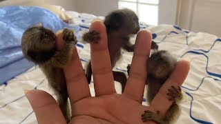 Adorable Finger Marmoset Monkey [upl. by Fesuy]