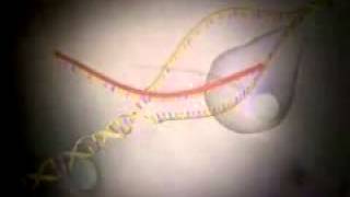 The Human Genome Project Video 3D Animation Introduction [upl. by Vasilek908]