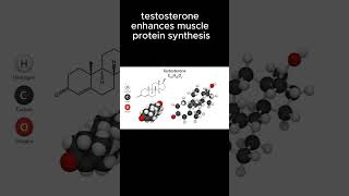 TESTOSTERONE INFLUENCE ON MUSCLEBUILDINGshortsfitnessmusclebuilding💪 [upl. by Hallett]