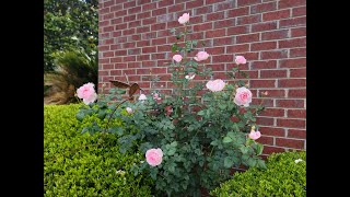 David Austin  Scepterd Isle tree rose  Spring 2023  Mobile AL  Zone 8b [upl. by Kosaka]