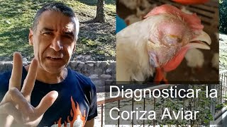 Diagnosticar Coriza Aviar Moquillo Ronquera [upl. by Wareing200]