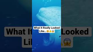 The REAL Size Of Jonah’s Whale 🤯🐟 shorts youtube bible fyp [upl. by Sheeran]