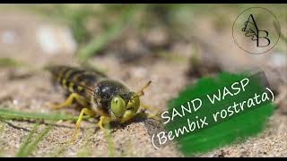 Sand wasp  Avispa de la arena Bembix rostrata [upl. by Krasnoff386]