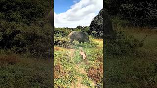 Pig 🐖 amp dogs 🐕🐕shortsvideo [upl. by Nnairek]