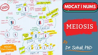 Meiosis  Comparison between Mitosis amp Meiosis  MDCAT  NUMS  NEET [upl. by Styles]