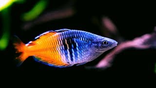 Boesemani Rainbowfish  Amazing Freshwater Aquarium Fish [upl. by Yebba]