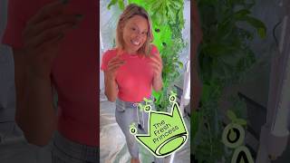 TOWER TOUR💚 Aeroponics Hydroponics TheFreshPrincess IndoorGarden [upl. by Osnohpla]