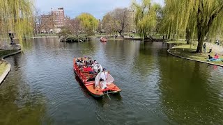 Swan boat rides return to Boston Public Garden [upl. by Fates168]