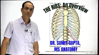 THE RIBSAn overview [upl. by Skcirdnek]