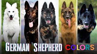 10 Beautiful German Shepherd Colors – A Guide to GSD Coat Colors amp Markings [upl. by Iaoh]