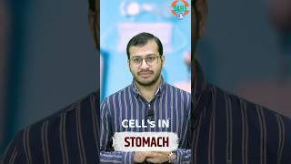 Stomach में पाई जाने वाली Cells क्या करती है Shorts DAMSNursing SiddharthSir [upl. by Ellard938]