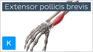 Extensor Pollicis Brevis Muscle  Origins amp Function  Anatomy  Kenhub [upl. by Aitnas159]