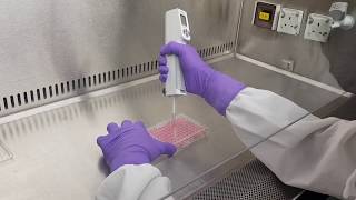 Cell proliferation and cytotoxicity assay [upl. by Inavoj458]