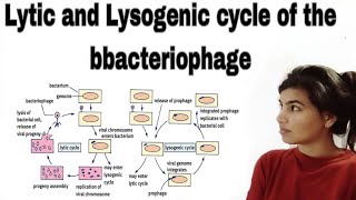 Lytic and lysogenic cycle of the bbacteriophage [upl. by Akiemaj]