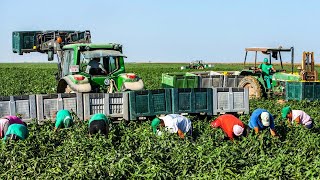 European Farmers Harvest Millions Of Tons Of Vegetables And Fruits This Way  European Farming [upl. by Croteau711]