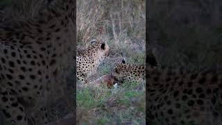 Hungry Cheetahs Devour Carcass [upl. by Bonis73]