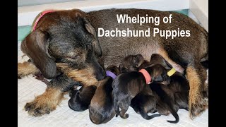 Whelping of Dachshund Puppies [upl. by Karina]