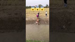 Cast net fishing in the village fish fishing fisherman viral viralshort trending shorts [upl. by Napoleon]