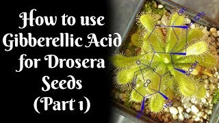 How to use Gibberellic Acid for stubborn Drosera seeds Part 1 [upl. by Holden]