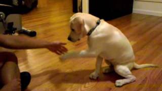 16 week labrador retriever puppy dog training and tricks [upl. by Tarttan]