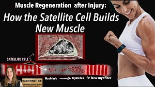 Muscle Regeneration After Injury How the Satellite Cell Builds New Muscle [upl. by Ardnu]