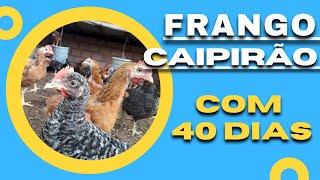 Criação de Frango Caipirão  Com 40 Dias [upl. by Yam]