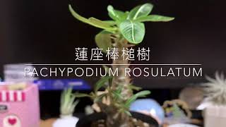 Pachypodium Rosulatum  貌似象牙宮的塊根植物  蓮座棒槌樹  種植 多肉 Caudex Plants succulents [upl. by Jeannie]