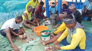 Nagai meenavanகடலில் பிரமாண்ட மீன் குழம்பு சமையல் sea prepare in fish kulampu [upl. by Eruza]